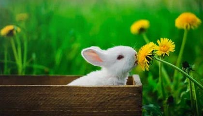 【东亚杯前瞻】女足首战碰东道主 为奥预赛练兵